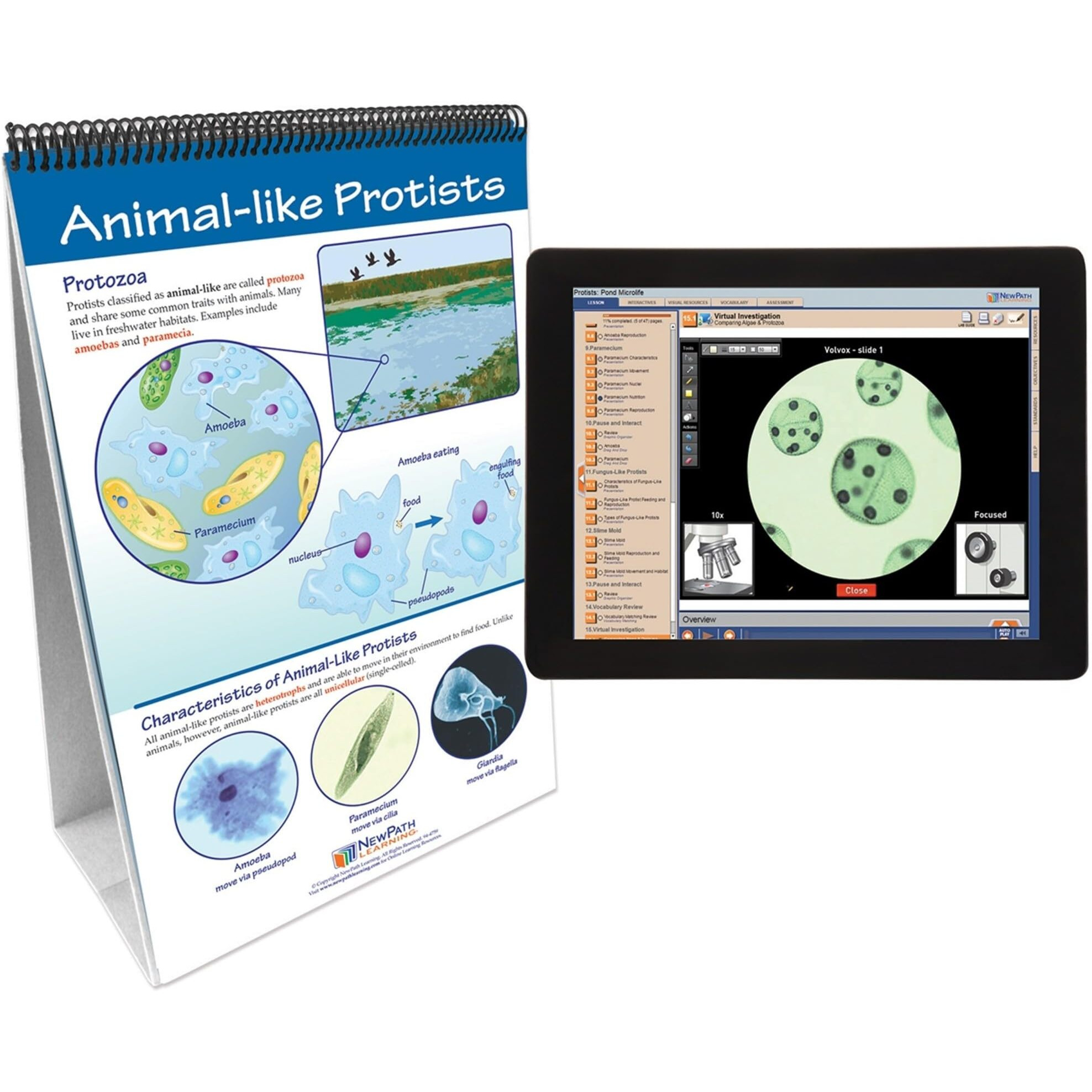 NewPath Learning Protists, Pond Microlife Flip Chart & Online Multimedia Lesson, Grades 6 Through 10