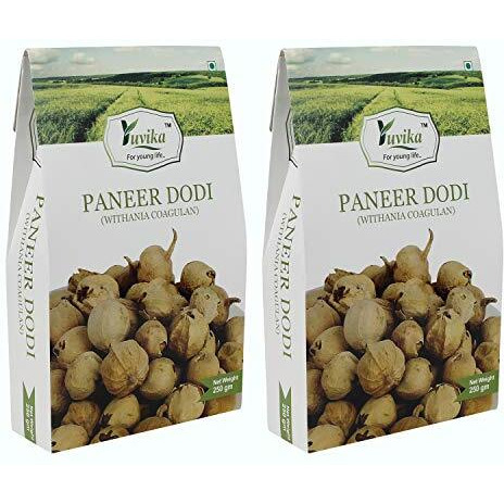 YUVIKA Paneer Dodi - Paneer Ke Phool - Withania Coagulan (250 Grams) (Pack of 2)