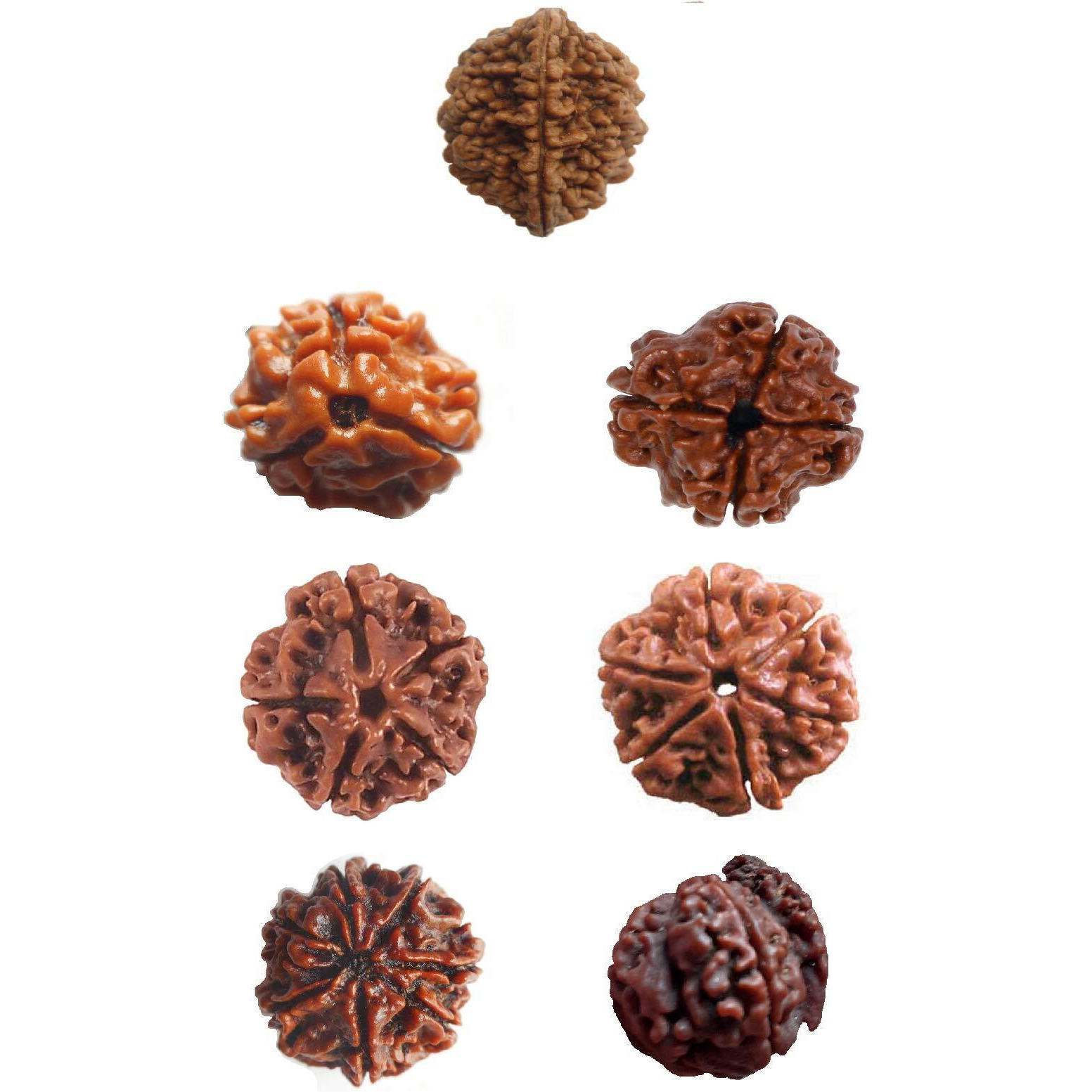 CHEZEL Combo of 2 mukhi to 7 mukhi and Ganesh Rudraksha for Unisex Wearing and Pooja