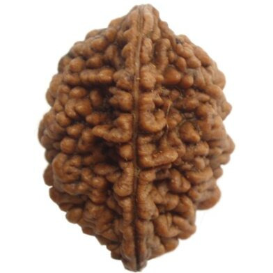 CHEZEL Combo of 2 mukhi to 7 mukhi and Ganesh Rudraksha for Unisex Wearing and Pooja