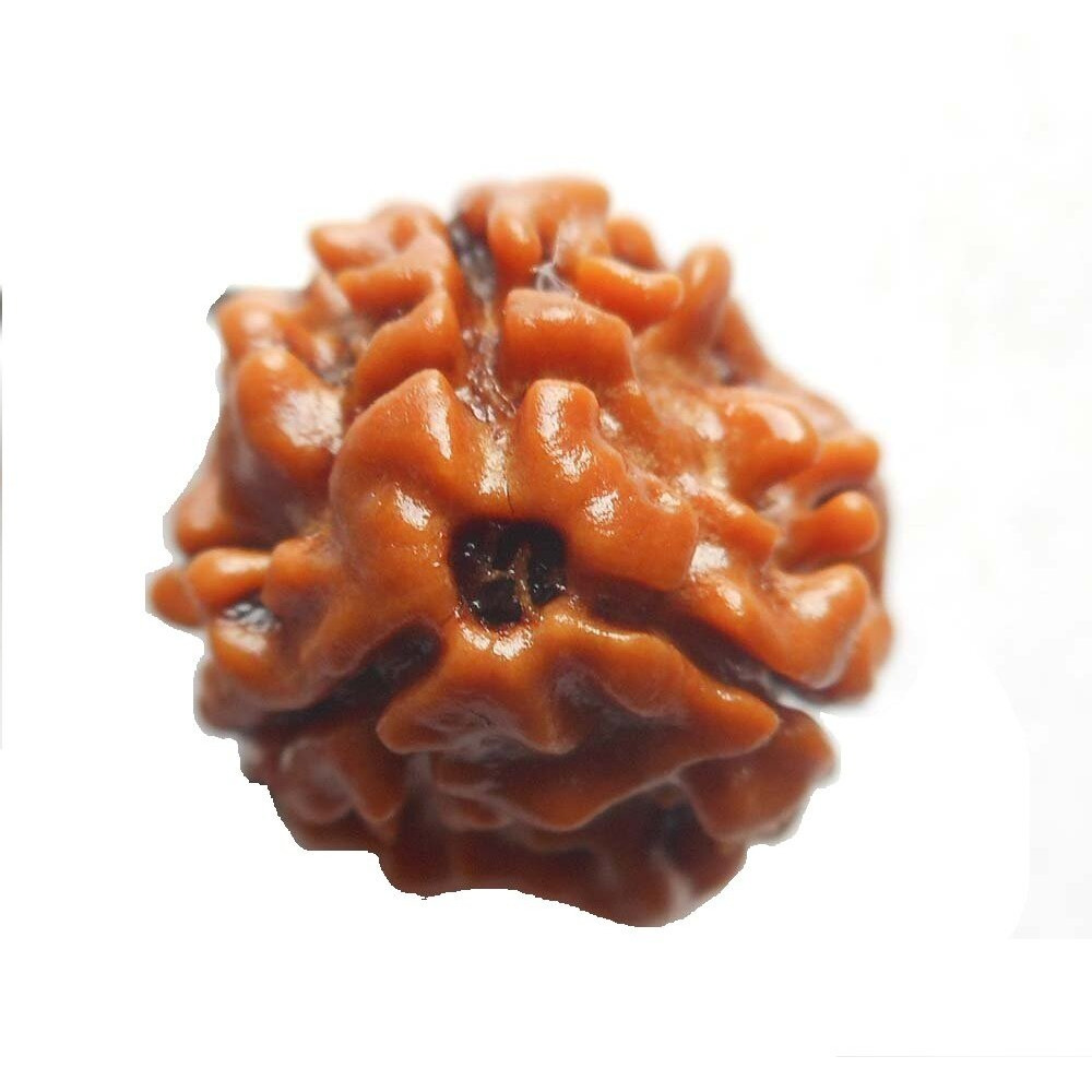 CHEZEL Combo of 2 mukhi to 7 mukhi and Ganesh Rudraksha for Unisex Wearing and Pooja