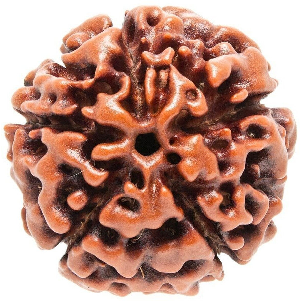 Petrichor Original Nepali Five Faced / 5 Mukhi Rudraksha Bead (Colour Brown, Shape Round) WITH CERTIFICATE