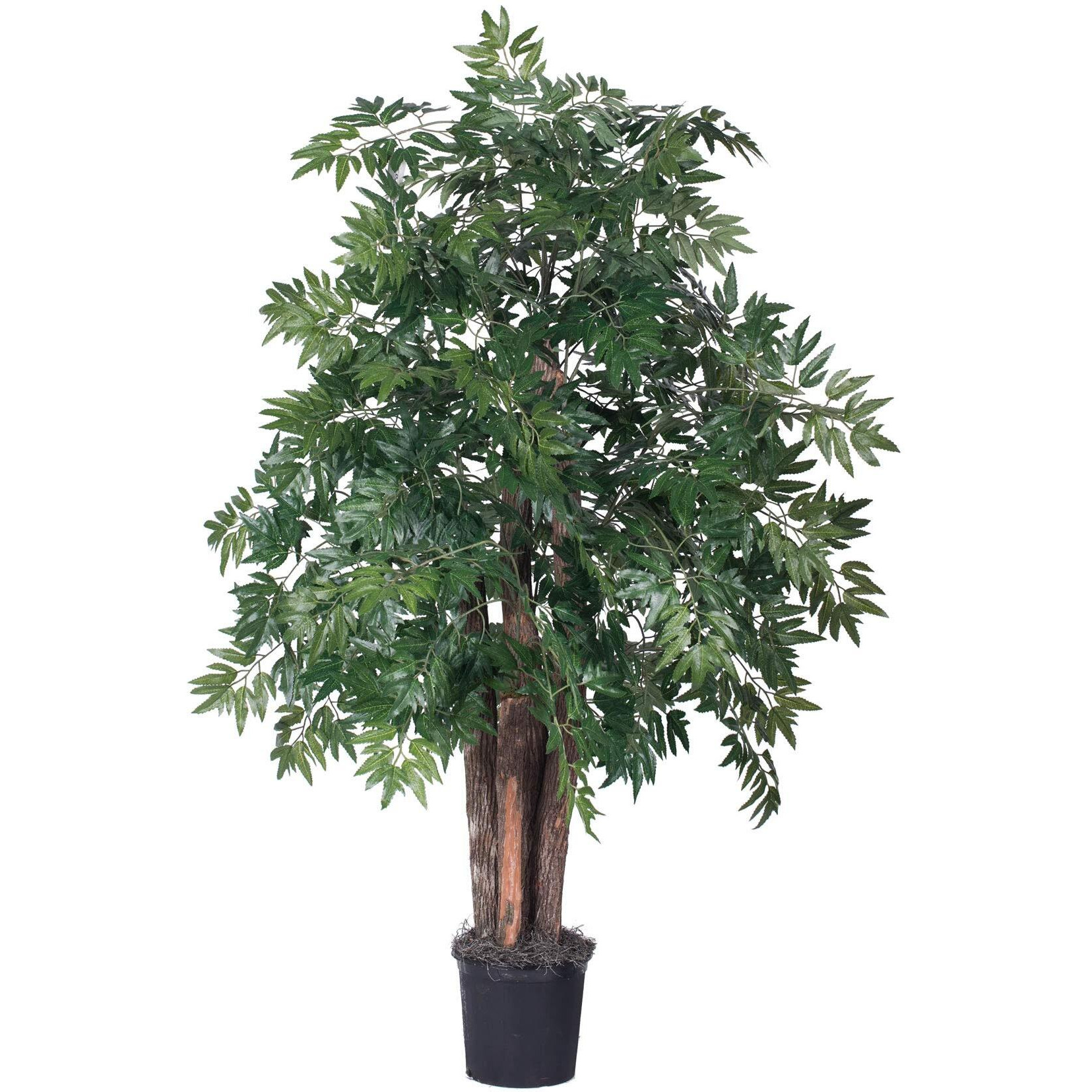 Vickerman Everyday 4' Artificial Ming Aralia Bush in a Black Plastic Pot - Lifelike Home Office Decor - Faux Indoor Potted Bush - 1 Per Case