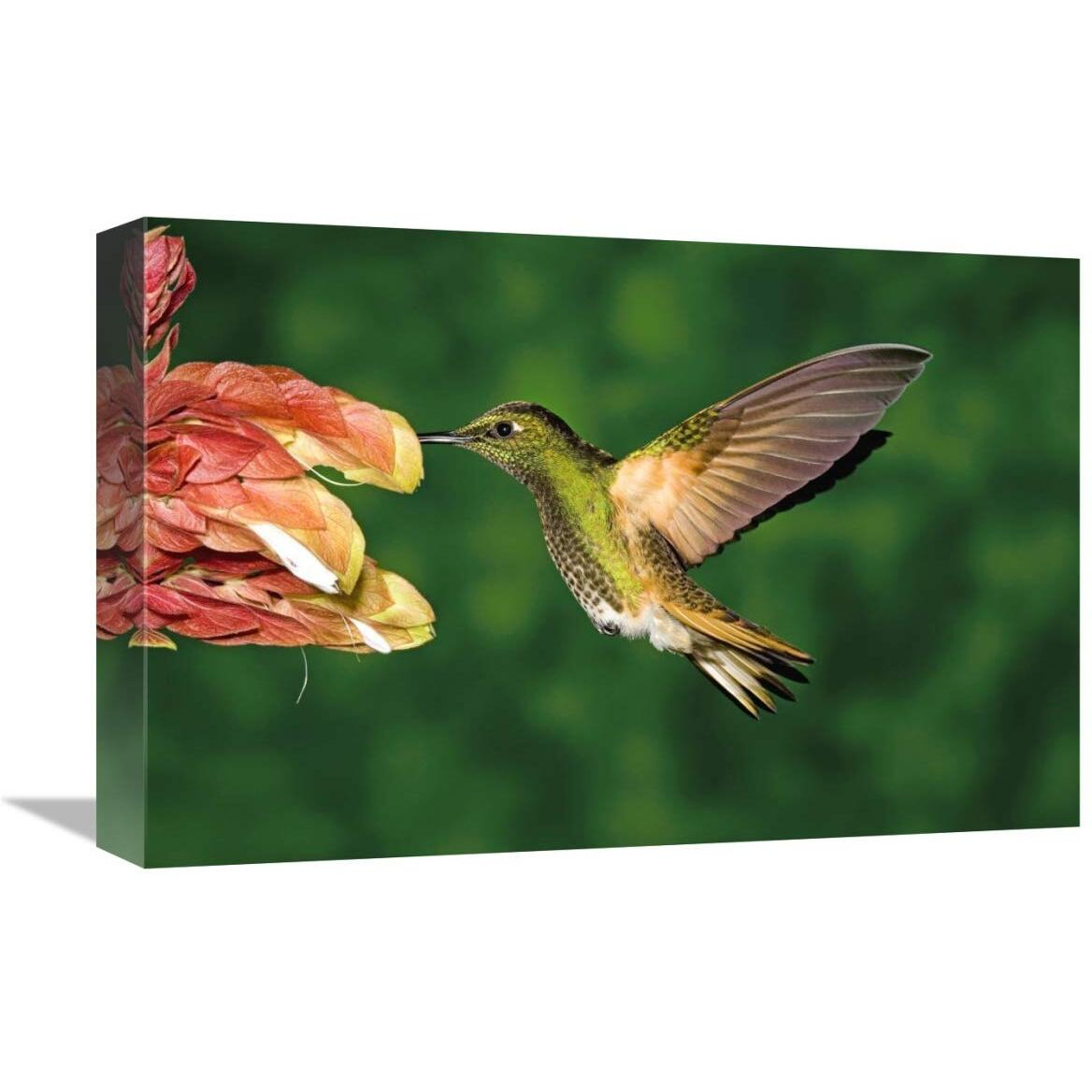 Global Gallery Buff-Tailed Coronet Hummingbird Feeding on Flower, Andes, Ecuador-Canvas Art-18&quotx12"