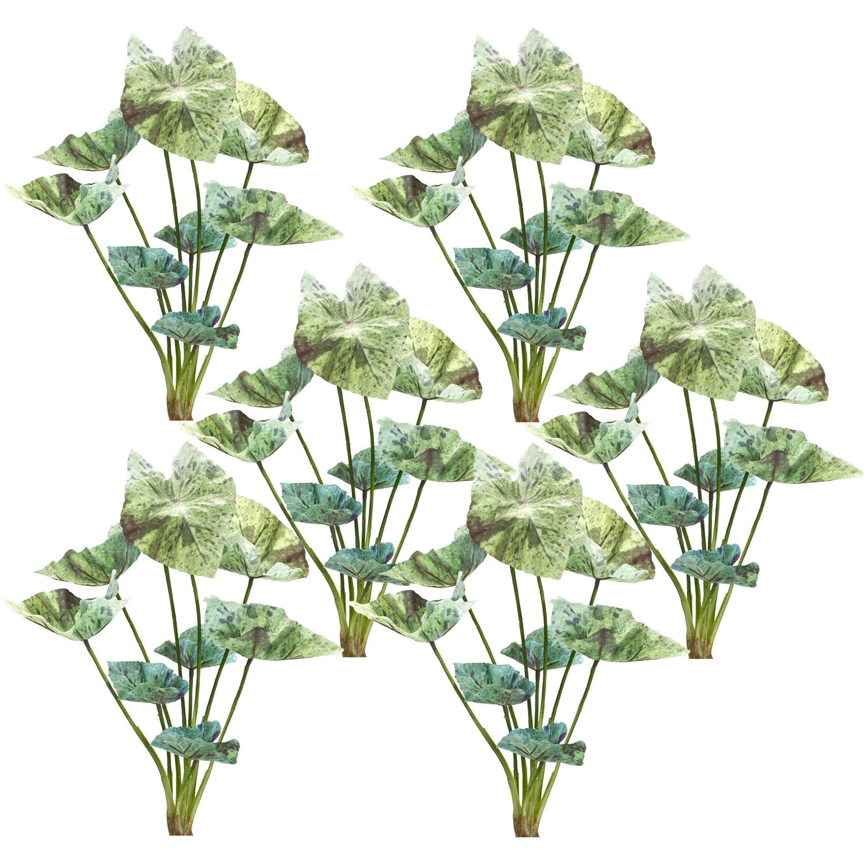 Caladium Bush (Set of 6)