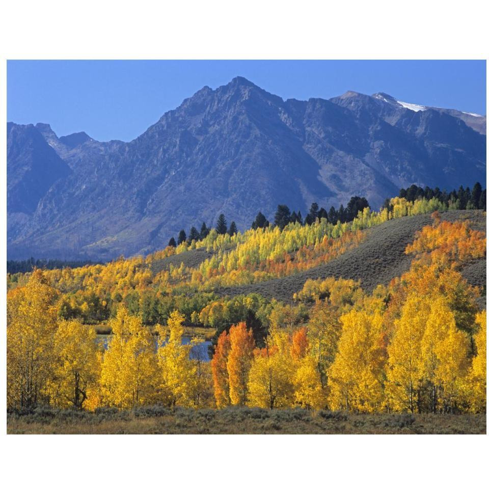 Ranger Peak and Aspen forest in autumn, Grand Teton National Park, Wyoming-Paper Art-18&quotx14"