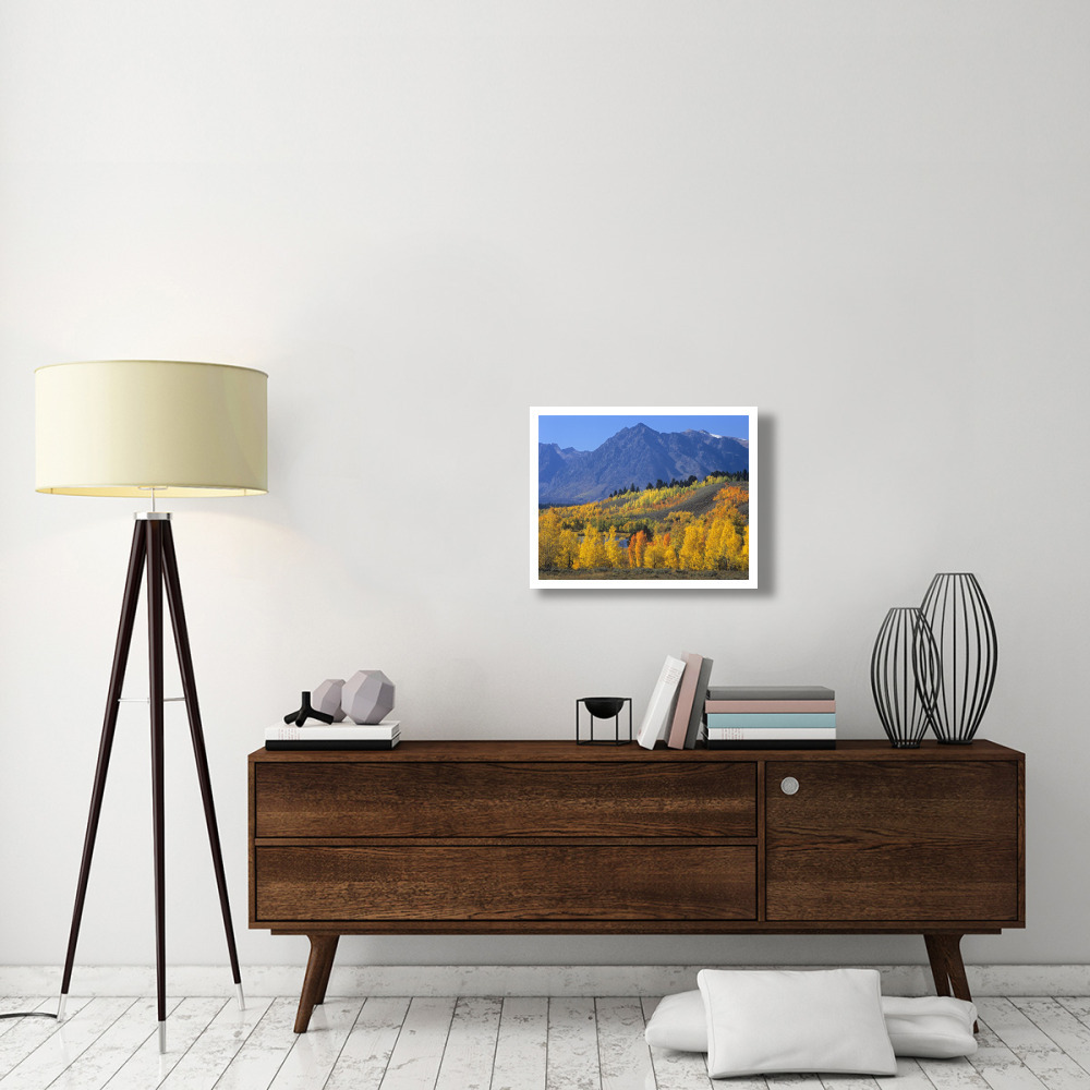 Ranger Peak and Aspen forest in autumn, Grand Teton National Park, Wyoming-Paper Art-26&quotx20"