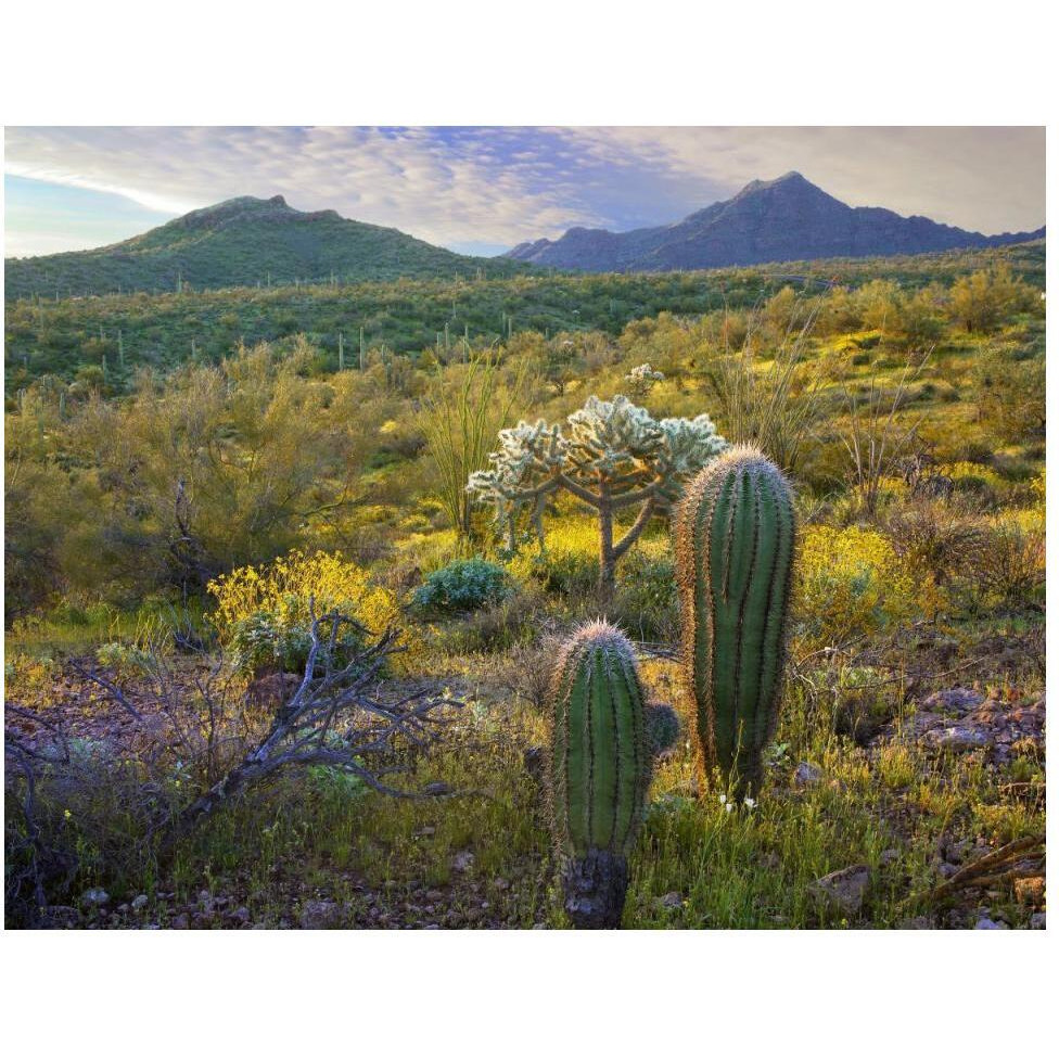 Ajo Mountains, Organ Pipe Cactus National Monument, Sonoran Desert, Arizona-Paper Art-50&quotx38"