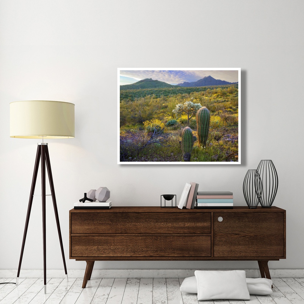 Ajo Mountains, Organ Pipe Cactus National Monument, Sonoran Desert, Arizona-Paper Art-50&quotx38"