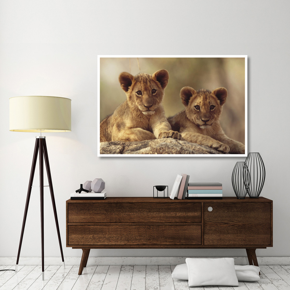 African Lion cubs resting on a rock, Hwange National Park, Zimbabwe, Africa-Paper Art-62&quotx42"