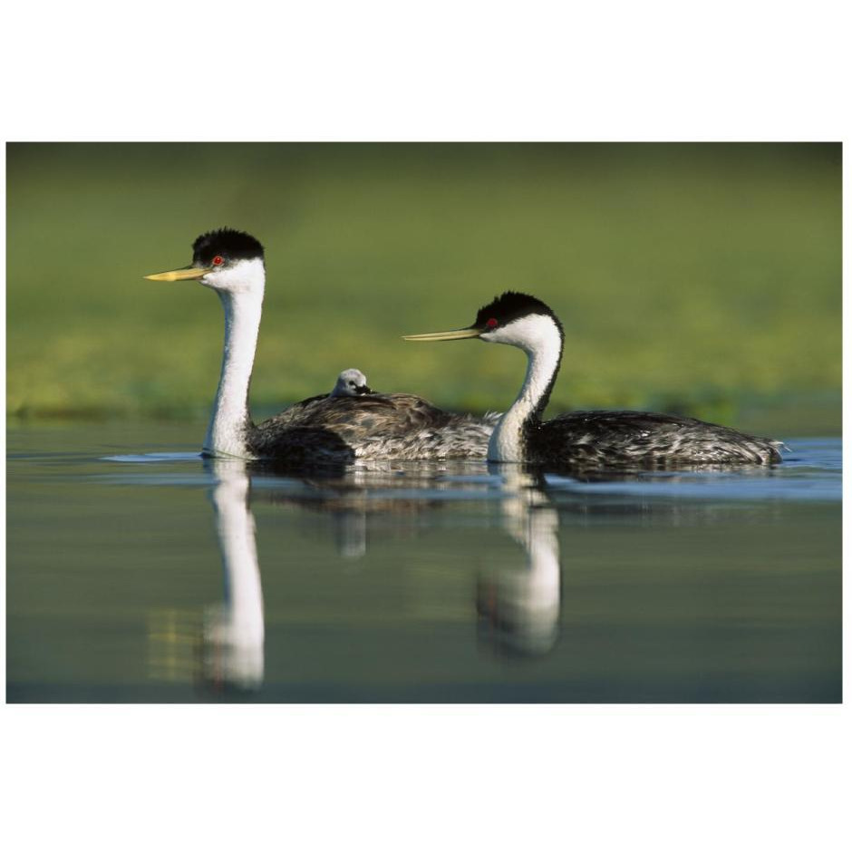 Western Grebe couple with one parent carrying chick on its back, New Mexico-Paper Art-26&quotx18"