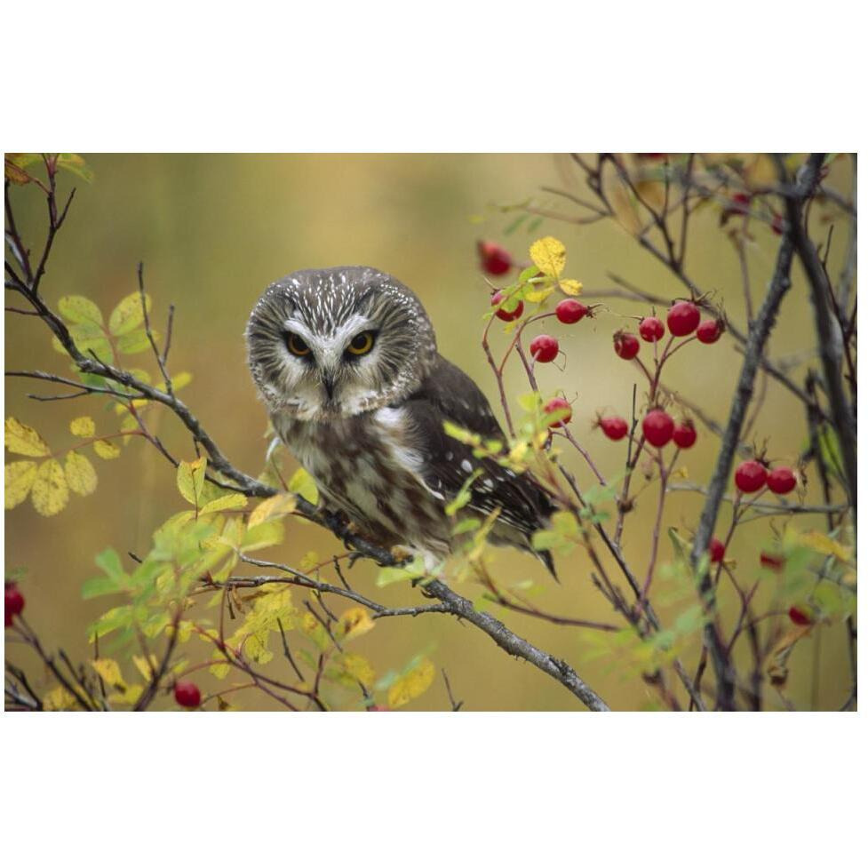 Northern Saw-whet Owl perching in a wild rose bush, British Columbia, Canada-Paper Art-50&quotx34"