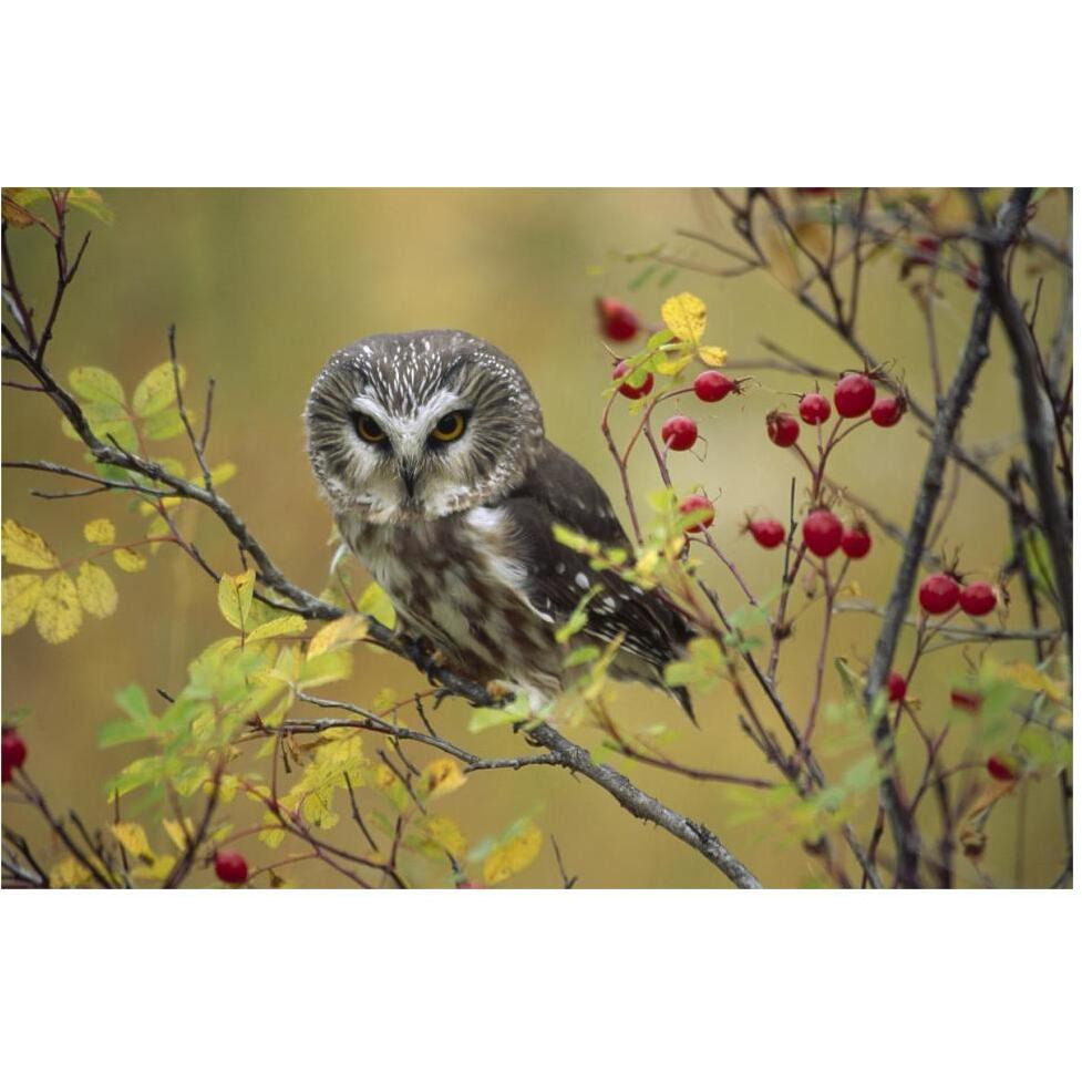 Northern Saw-whet Owl perching in a wild rose bush, British Columbia, Canada-Paper Art-62&quotx42"