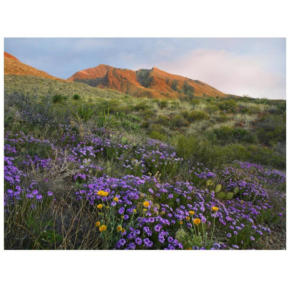 Herb of the Cross at Franklin Mountains State Park, Chihuahuan Desert, Texas-Paper Art-18&quotx14"