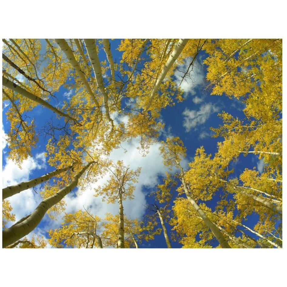 Looking up at blue sky through a canopy of fall colored Aspen trees, Colorado-Paper Art-26&quotx20"