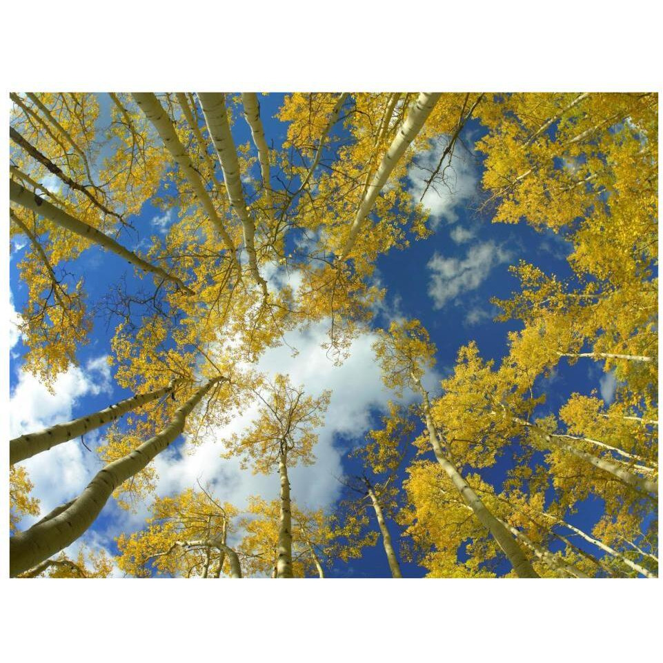 Looking up at blue sky through a canopy of fall colored Aspen trees, Colorado-Paper Art-34&quotx26"