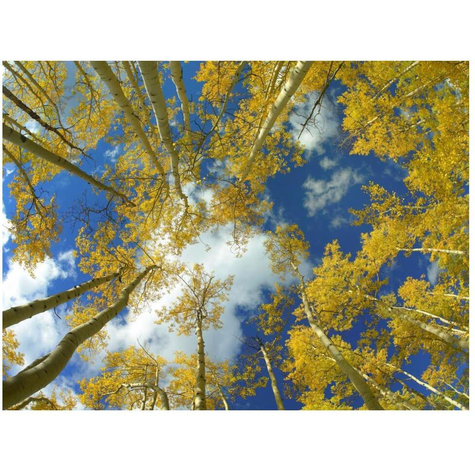 Looking up at blue sky through a canopy of fall colored Aspen trees, Colorado-Paper Art-50&quotx38"