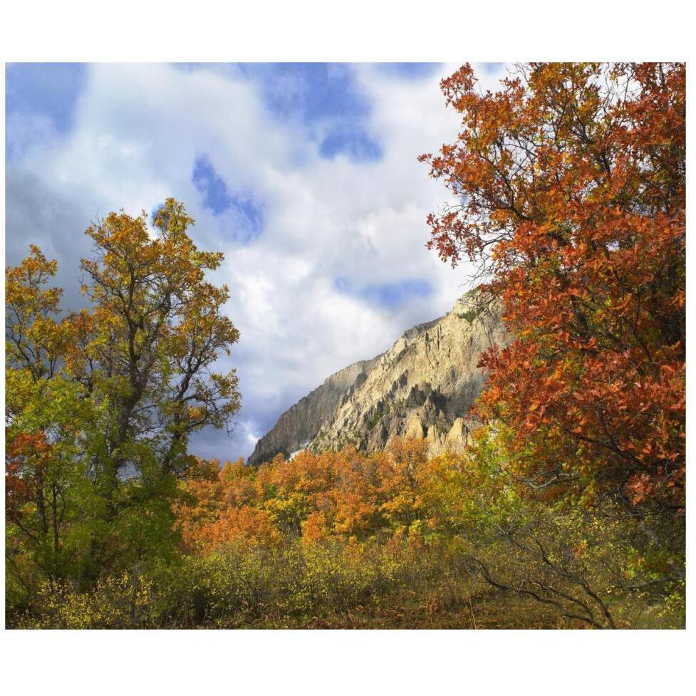 Trees and shrubs in autumn, Marcellina Mountain, Raggeds Wilderness, Colorado-Paper Art-46&quotx38.52"