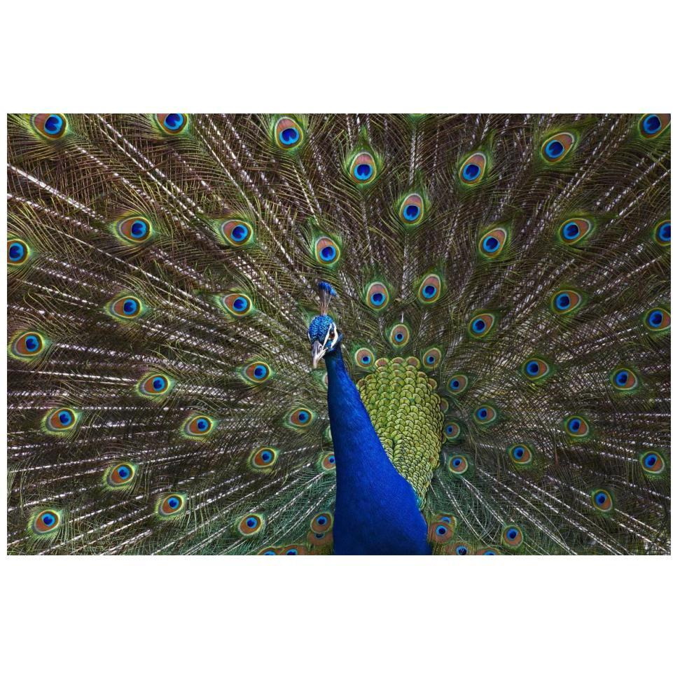 Indian Peafowl male with tail fanned out in courtship display, native to Asia-Paper Art-20&quotx14"