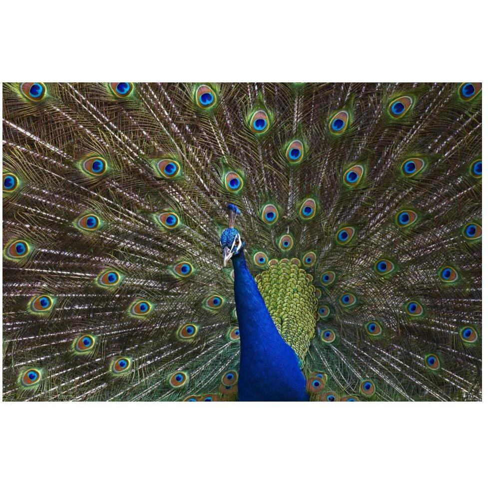 Indian Peafowl male with tail fanned out in courtship display, native to Asia-Paper Art-50&quotx34"