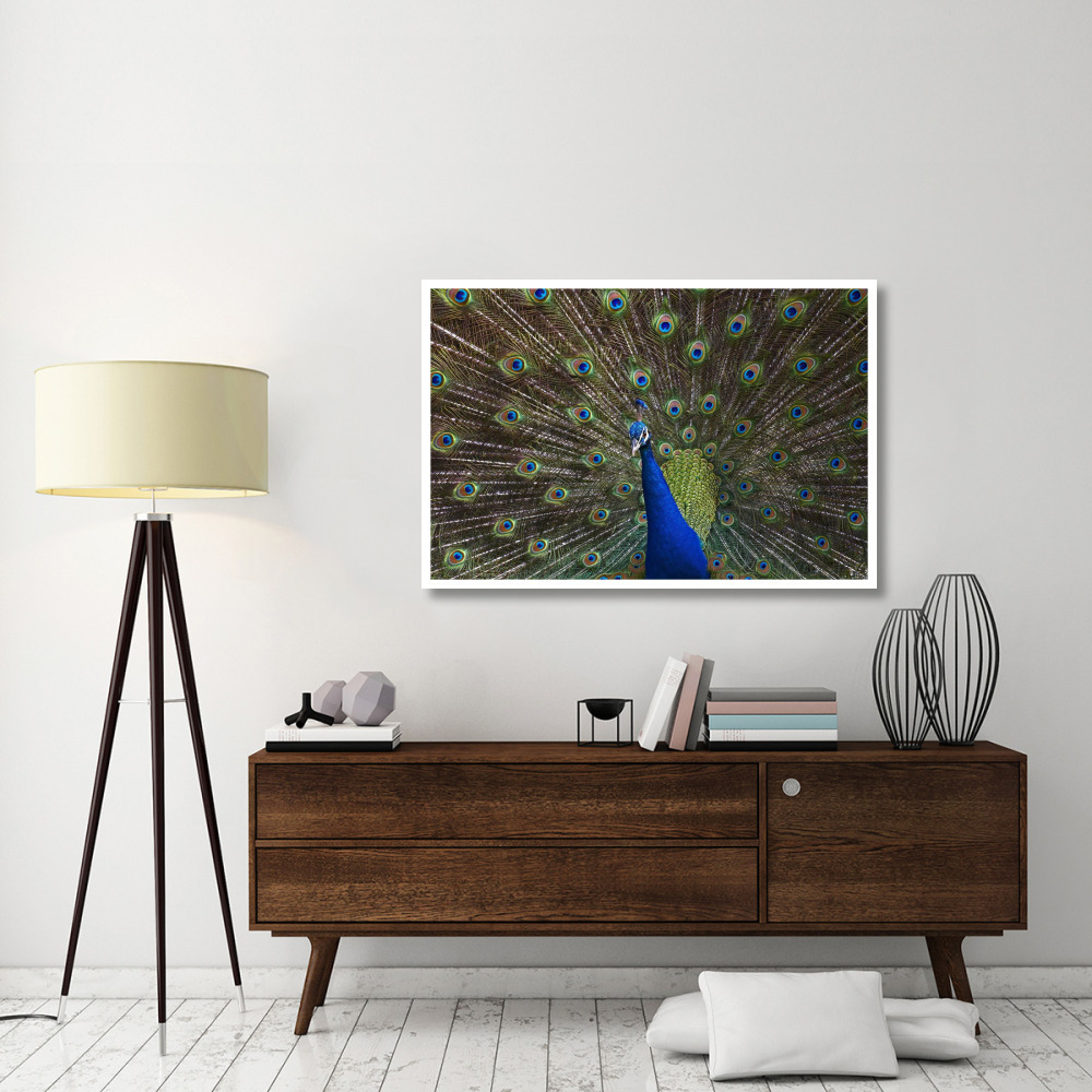 Indian Peafowl male with tail fanned out in courtship display, native to Asia-Paper Art-50&quotx34"