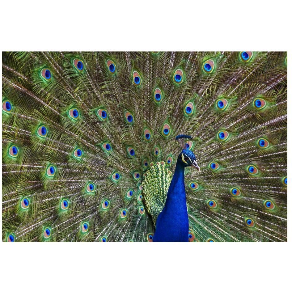 Indian Peafowl male with tail fanned out in courtship display, native to Asia-Paper Art-26&quotx18"