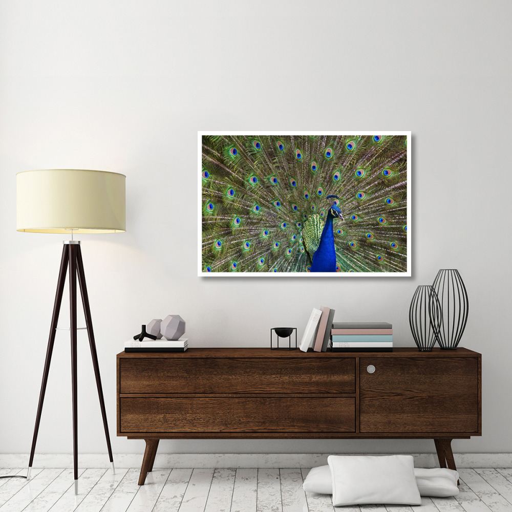 Indian Peafowl male with tail fanned out in courtship display, native to Asia-Paper Art-50&quotx34"