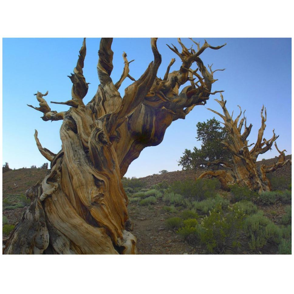 Foxtail Pine tree, ancient trees, Schulman Grove, White Mountains, California-Paper Art-42&quotx32"