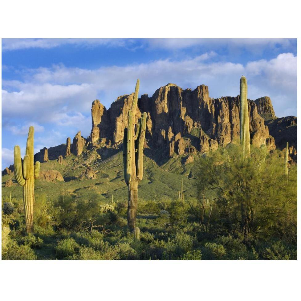 Saguaro cacti and Superstition Mountains at Lost Dutchman State Park, Arizona-Paper Art-50&quotx38"