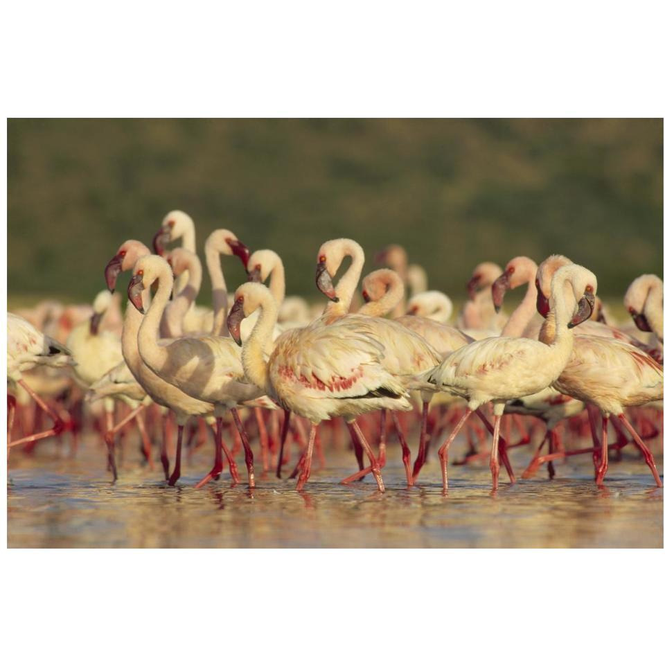 Lesser Flamingo group parading in a mass courtship dance, Lake Bogoria, Kenya-Paper Art-20&quotx14"