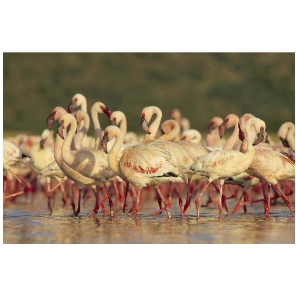 Lesser Flamingo group parading in a mass courtship dance, Lake Bogoria, Kenya-Paper Art-38&quotx26"