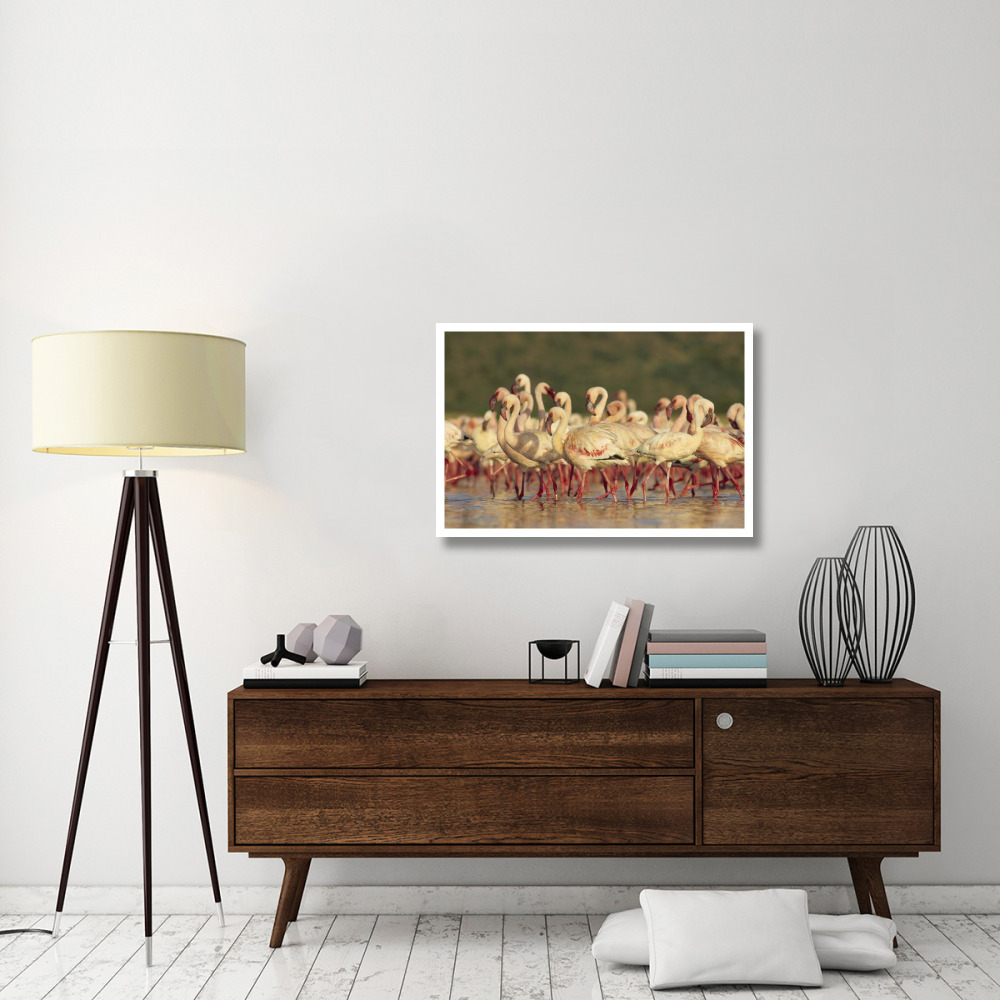 Lesser Flamingo group parading in a mass courtship dance, Lake Bogoria, Kenya-Paper Art-38&quotx26"