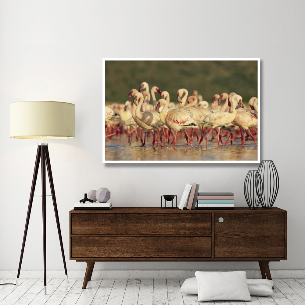 Lesser Flamingo group parading in a mass courtship dance, Lake Bogoria, Kenya-Paper Art-62&quotx42"