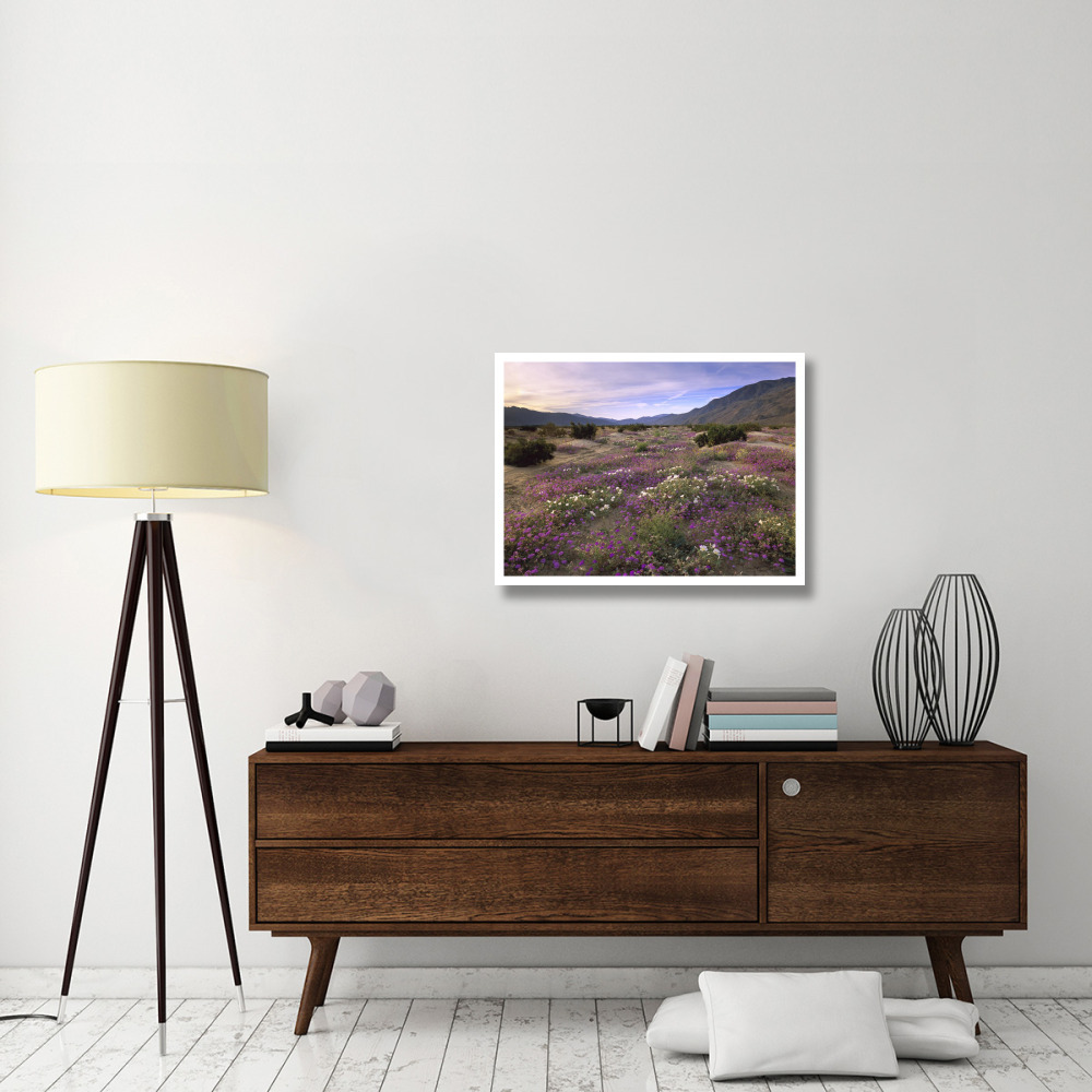 Sand Verbena and Primrose blooming, Anza-Borrego Desert State Park, California-Paper Art-34&quotx26"