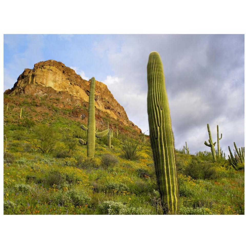 Organ Pipe Cactus Organ Pipe Cactus National Monument, Sonoran Desert, Arizona-Paper Art-34&quotx26"