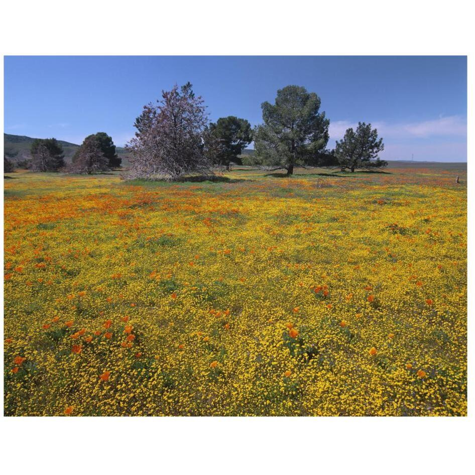 California Poppy and Eriophyllum flowers in field, Antelope Valley, California-Paper Art-26&quotx20"