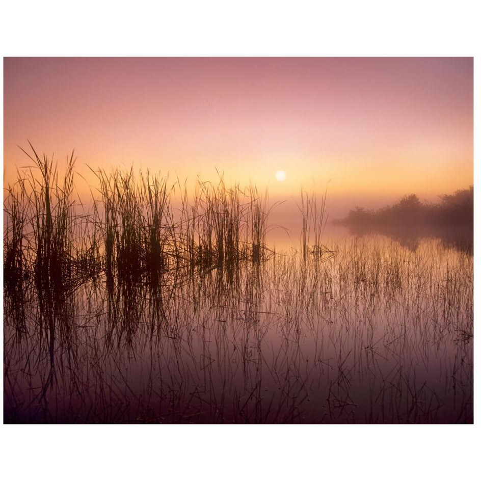 Reeds reflected in Sweet Bay Pond at sunrise, Everglades National Park, Florida-Paper Art-26&quotx20"