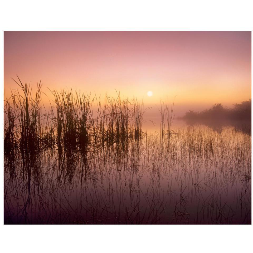 Reeds reflected in Sweet Bay Pond at sunrise, Everglades National Park, Florida-Paper Art-34&quotx26"