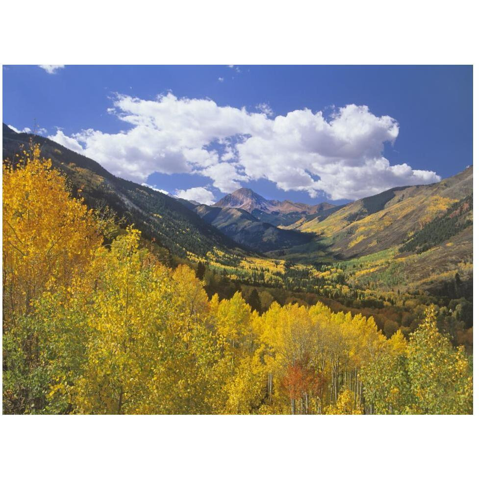 Haystack Mountain with aspen forest, Maroon Bells-Snowmass Wilderness, Colorado-Paper Art-50&quotx38"