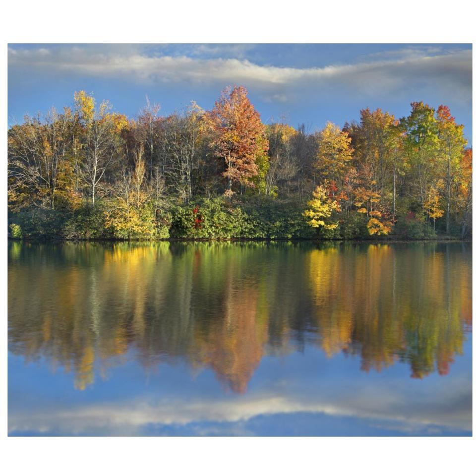 Deciduous forest in autumn along Price Lake, Blue Ridge Parkway, North Carolina-Paper Art-32&quotx27.5"