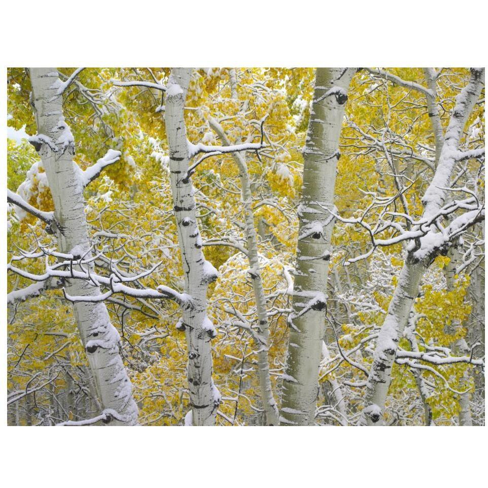 Snow-covered Aspen forest near Kebbler Pass, Gunnison National Forest, Colorado-Paper Art-18&quotx14"