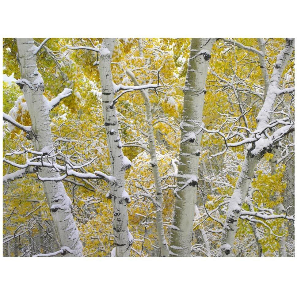 Snow-covered Aspen forest near Kebbler Pass, Gunnison National Forest, Colorado-Paper Art-42&quotx32"