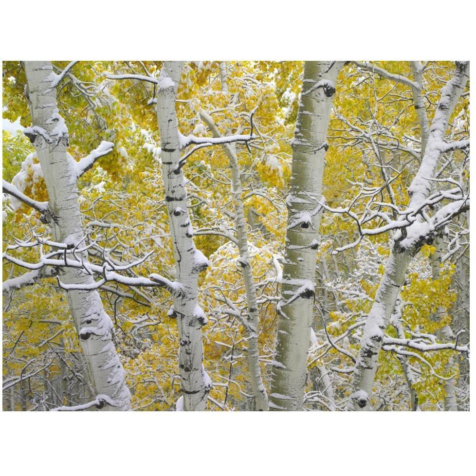 Snow-covered Aspen forest near Kebbler Pass, Gunnison National Forest, Colorado-Paper Art-50&quotx38"