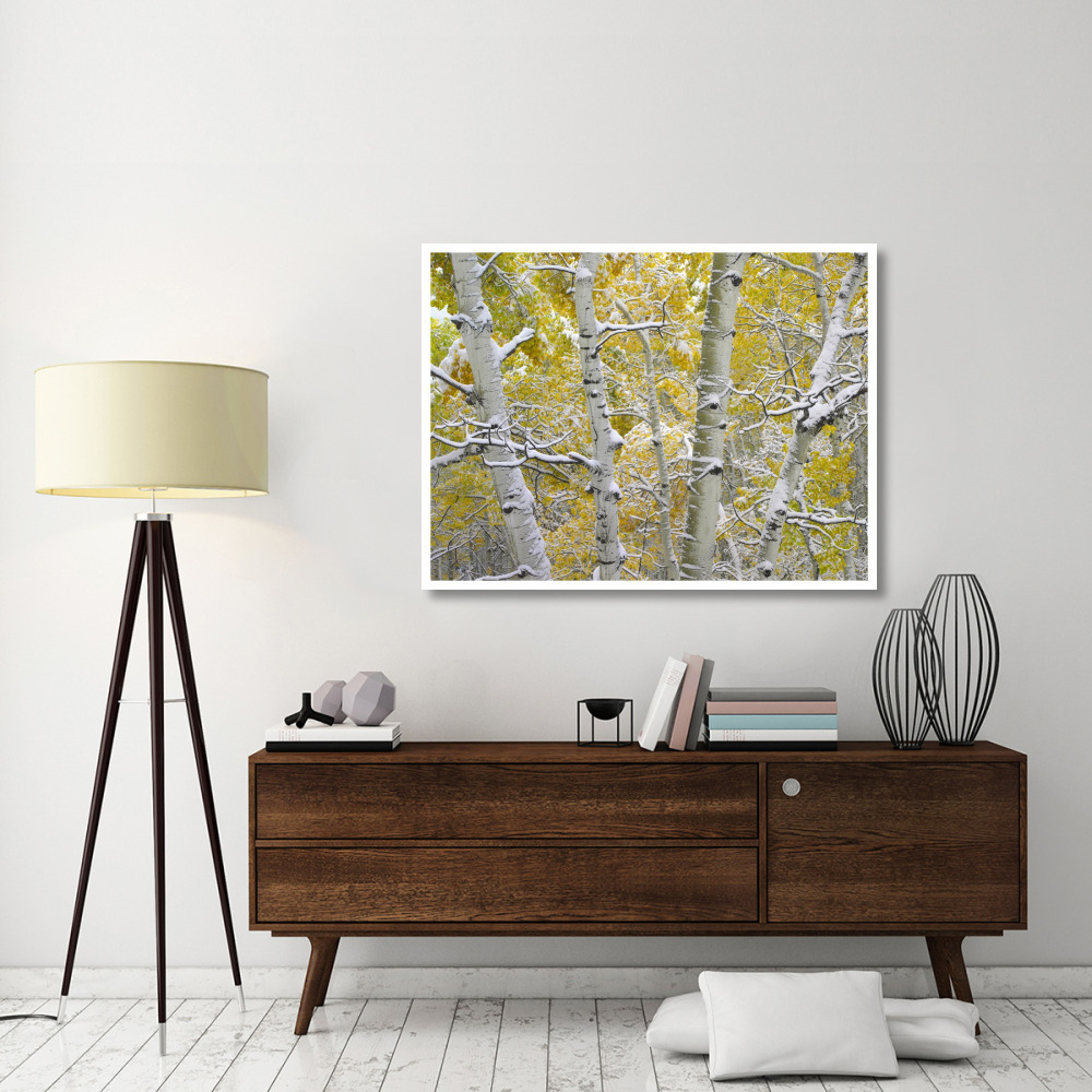 Snow-covered Aspen forest near Kebbler Pass, Gunnison National Forest, Colorado-Paper Art-50&quotx38"