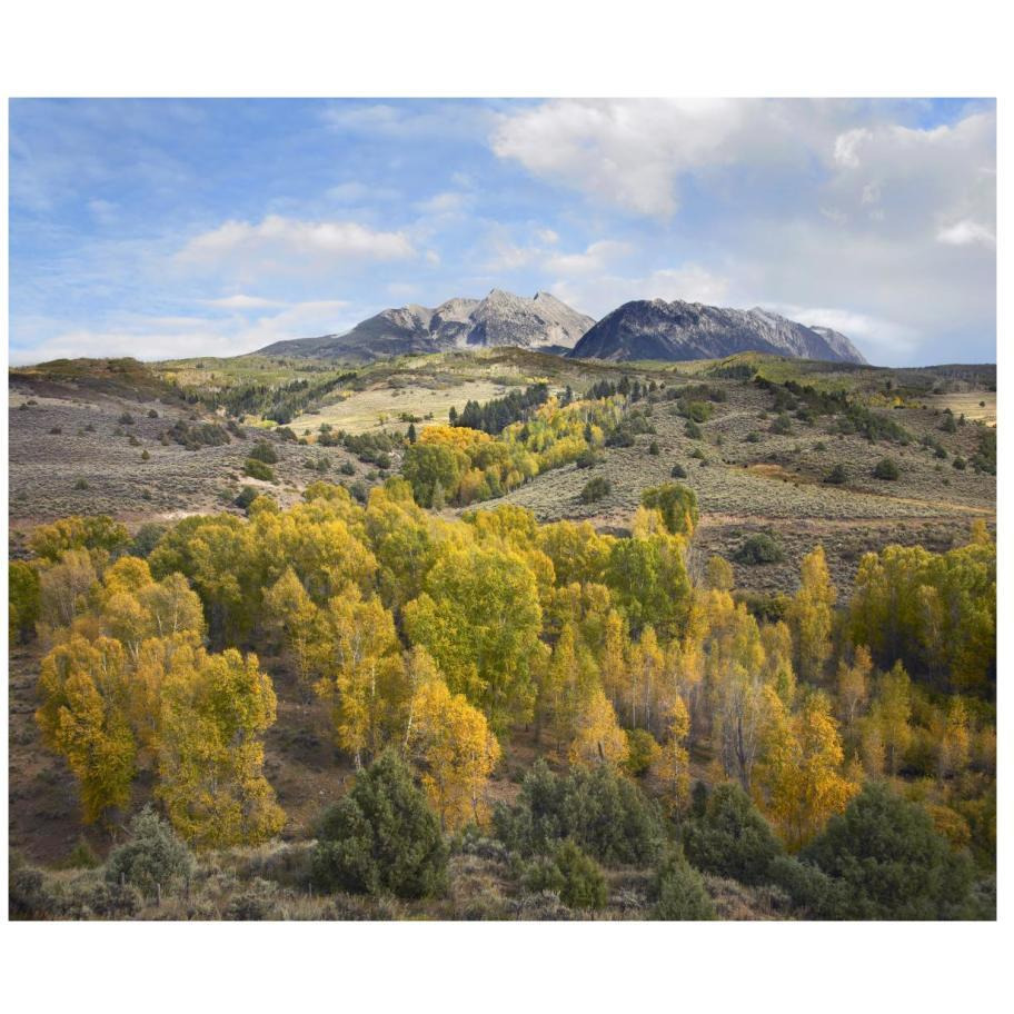 Quaking Aspen forest and Chair Mountain in autumn, Raggeds Wilderness, Colorado-Paper Art-18&quotx15.28"