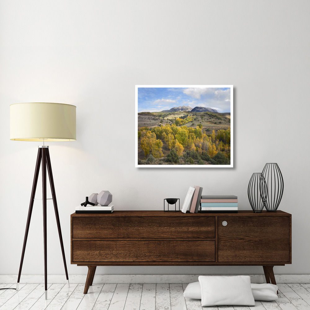 Quaking Aspen forest and Chair Mountain in autumn, Raggeds Wilderness, Colorado-Paper Art-38&quotx31.88"