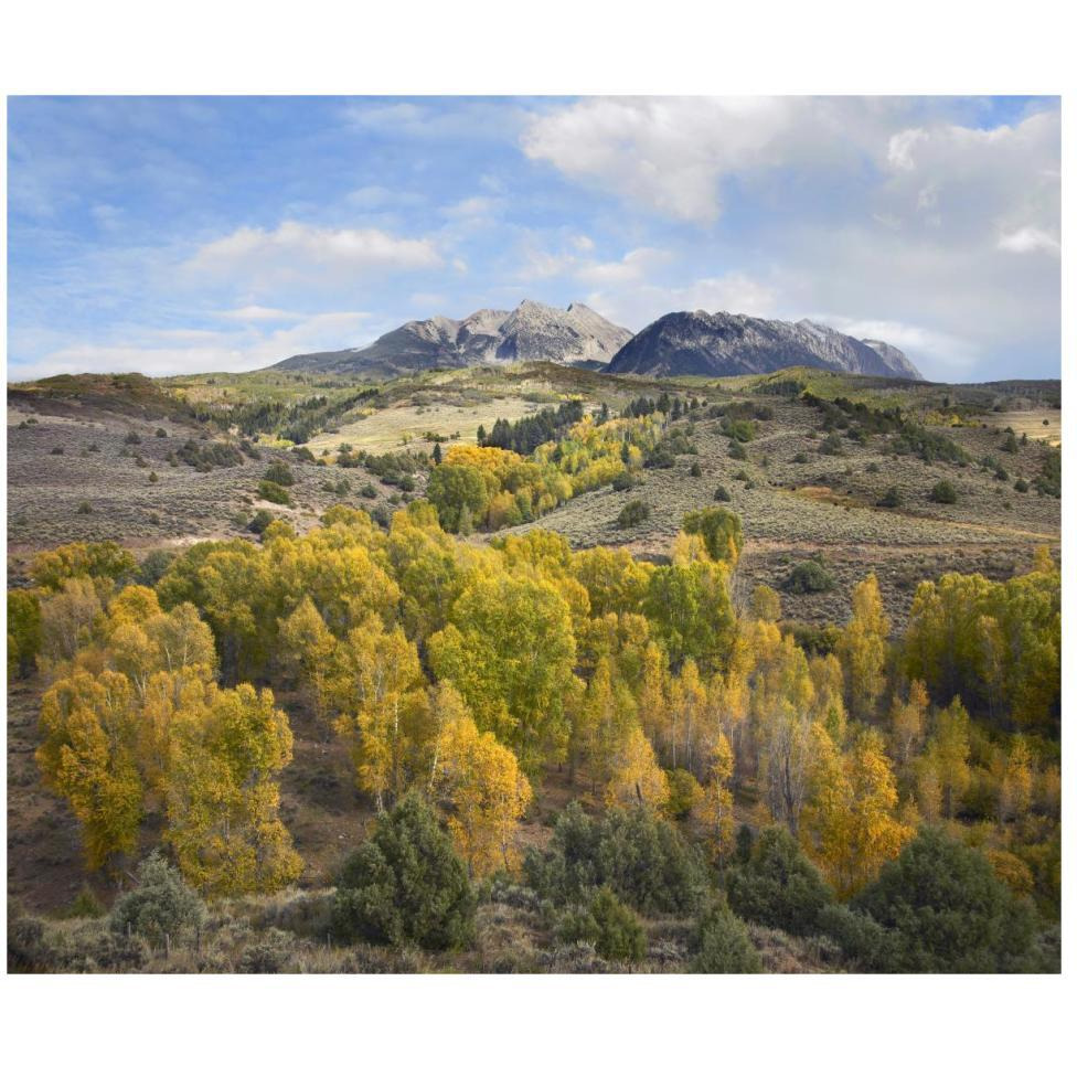 Quaking Aspen forest and Chair Mountain in autumn, Raggeds Wilderness, Colorado-Paper Art-46&quotx38.52"