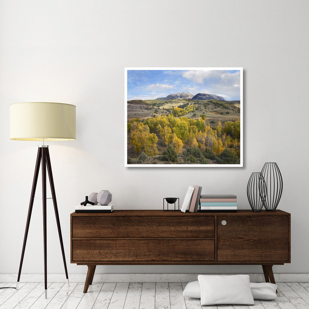 Quaking Aspen forest and Chair Mountain in autumn, Raggeds Wilderness, Colorado-Paper Art-46&quotx38.52"