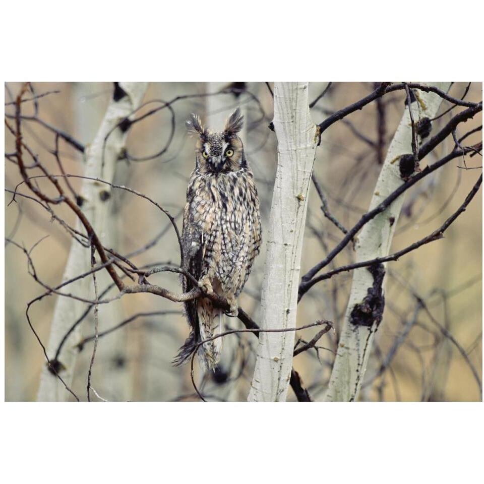 Long-eared Owl perching in a tree, circumpolar species, British Columbia, Canada-Paper Art-20&quotx14"