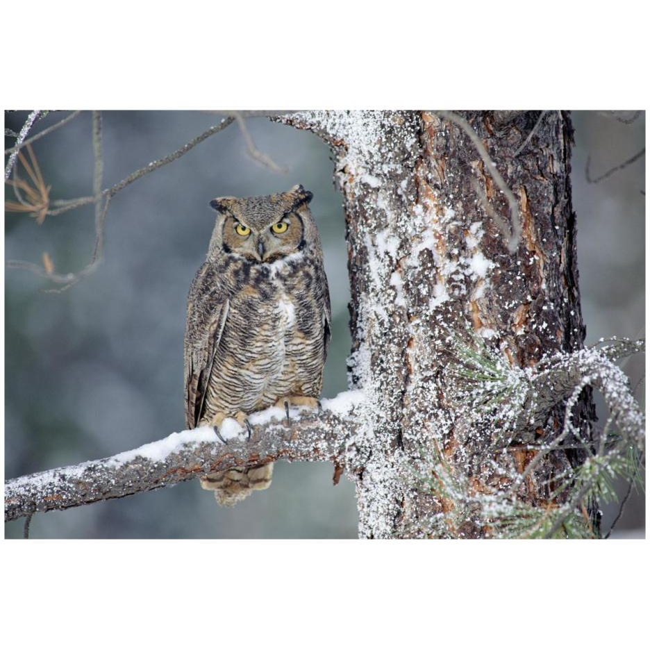 Great Horned Owl adult perching in a snow-covered tree, British Columbia, Canada-Paper Art-26&quotx18"